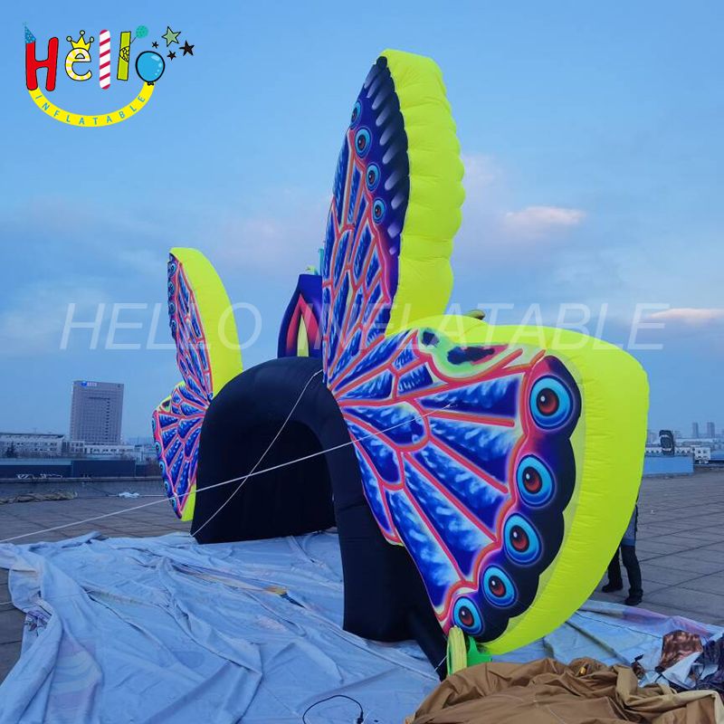 butterfly stage-5_结果